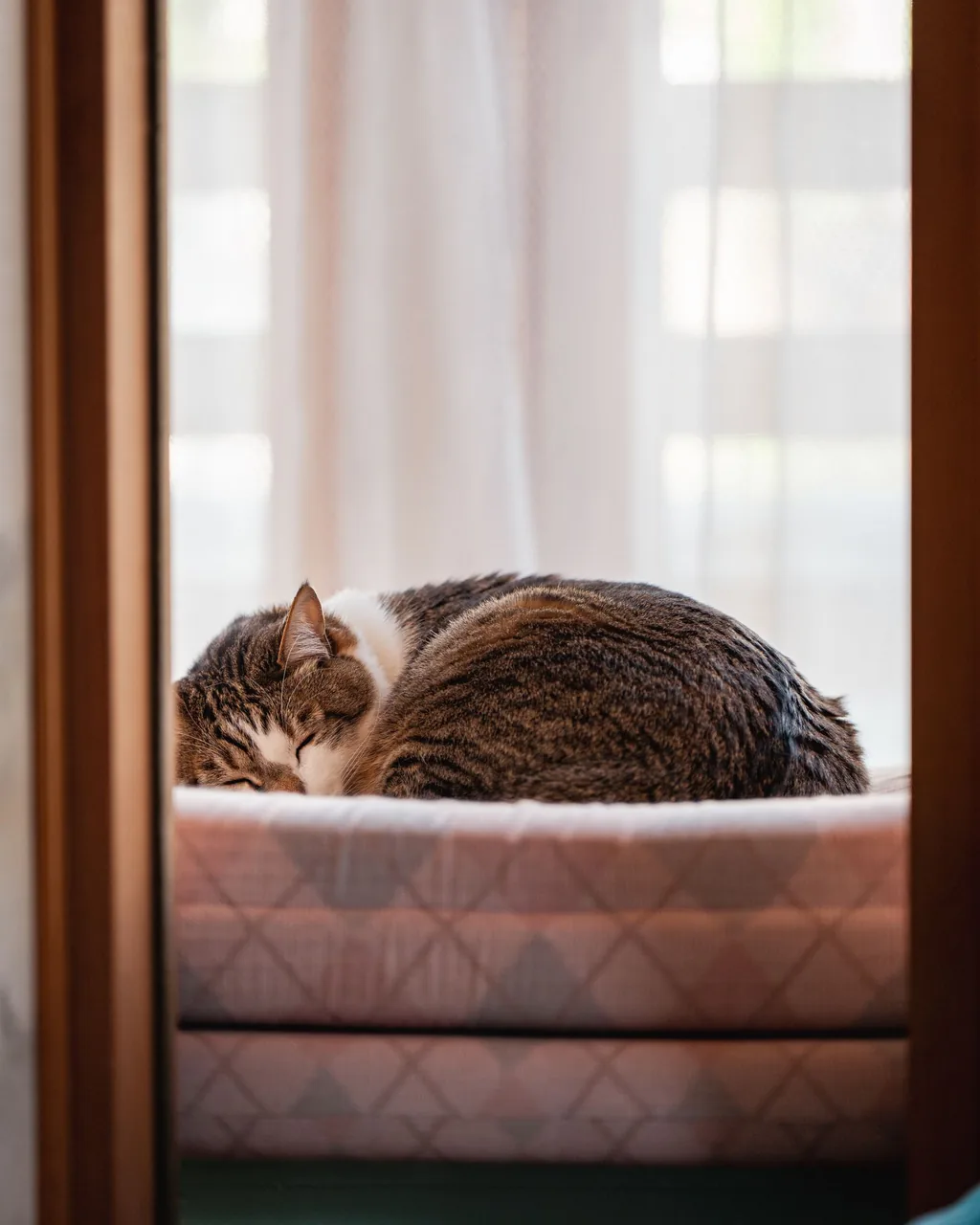 Cat curled up asleep in a window bed